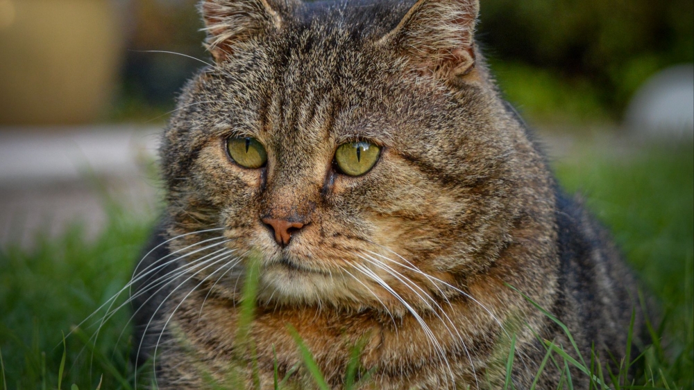 Обои с котиками, фото 22 Обои с котиками, фото 22