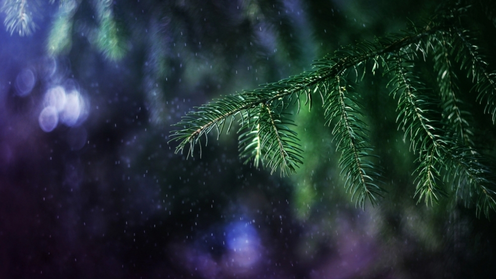 Обои макро (1), фото 23 Обои макро (1), фото 23