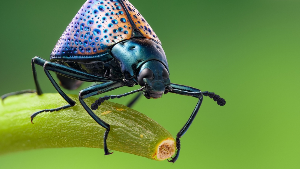 Обои насекомые (1), фото 23 Обои насекомые (1), фото 23