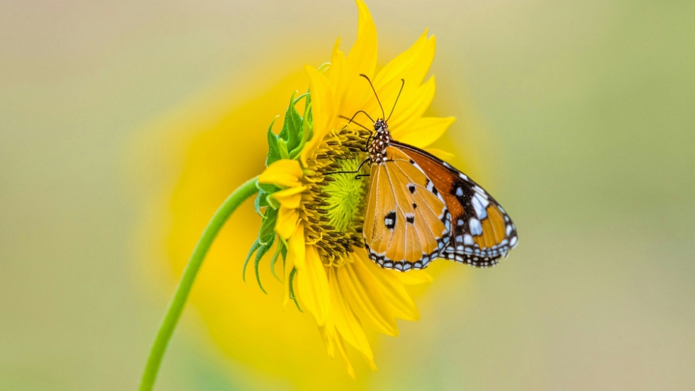 Обои насекомые (2), фото 22 Обои насекомые (2), фото 22