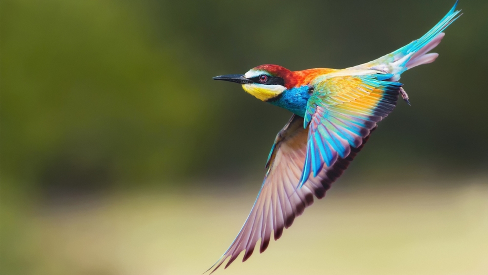 Обои птицы (2), фото 23 Обои птицы (2), фото 23