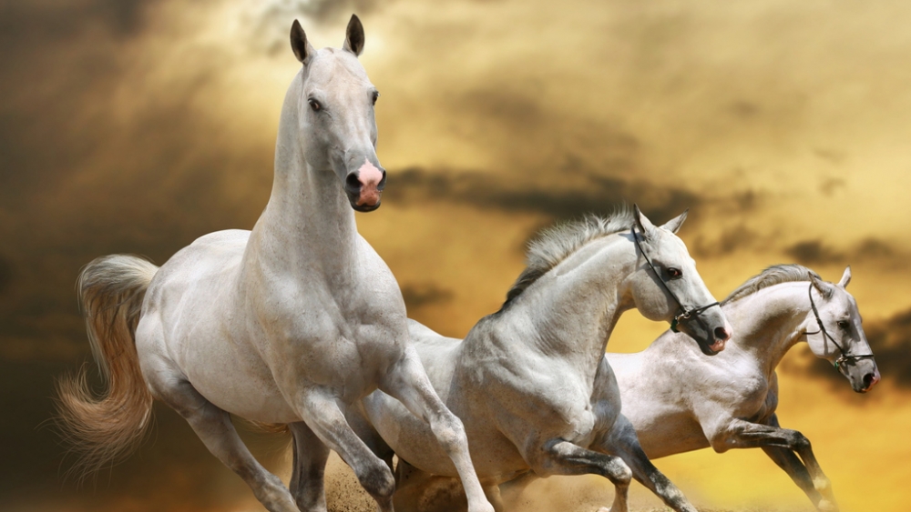 Обои лошади, фото 22 Обои лошади, фото 22