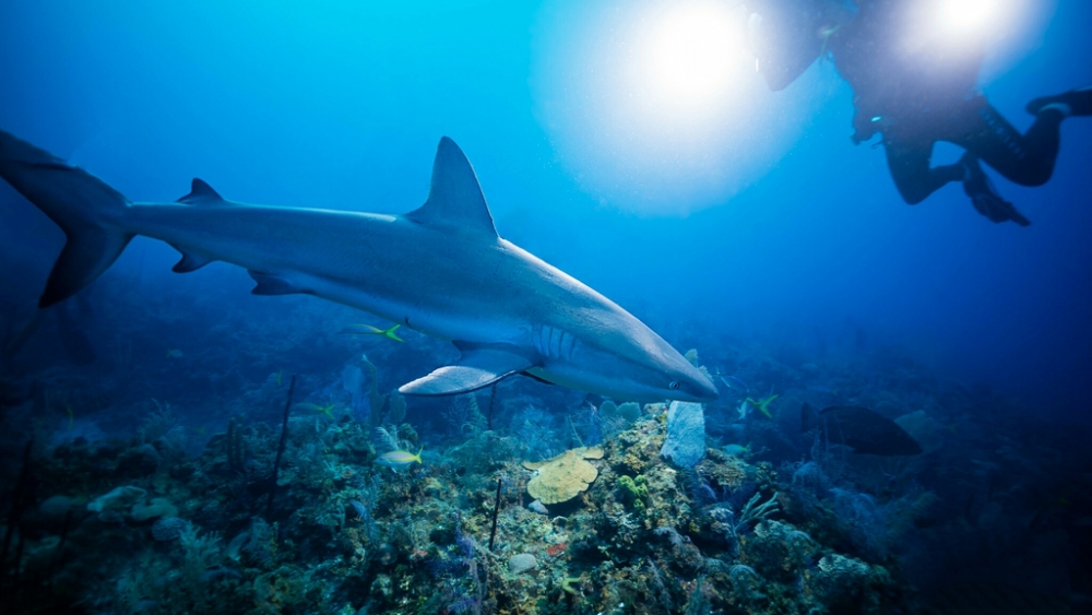 Обои мир моря (1), фото 22 Обои мир моря (1), фото 22