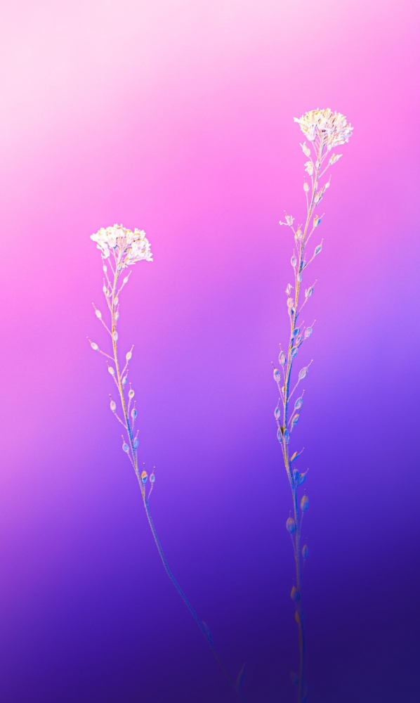 Подборка обоев для iphona 7plus, фото 2 Подборка обоев для iphona 7plus, фото 2