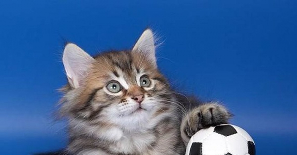 Внимание Спорт-Кот. Спортивный символ года., фото 24