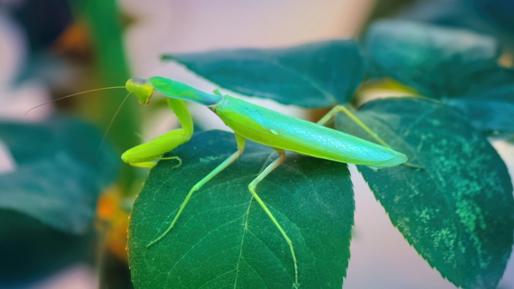 Обои насекомые (1), фото 24 Обои насекомые (1), фото 24