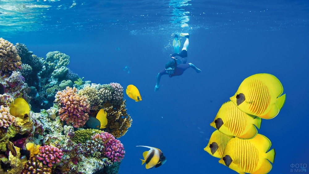 Удивительный мир Красного моря, фото 24