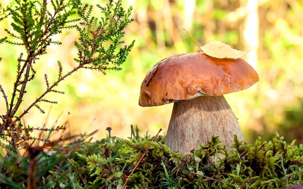 Осенние обои, фото 24 Осенние обои, фото 24