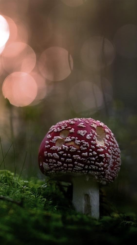 Макро обои для смартфона, фото 24 Макро обои для смартфона, фото 24