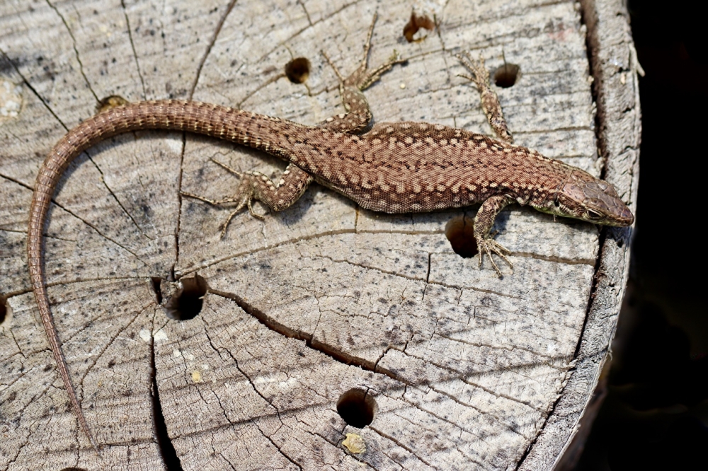 Обои рептилии (2), фото 22 Обои рептилии (2), фото 22