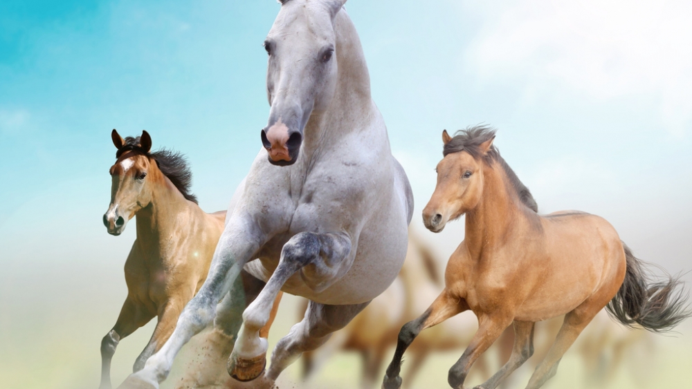 Обои лошади, фото 23 Обои лошади, фото 23