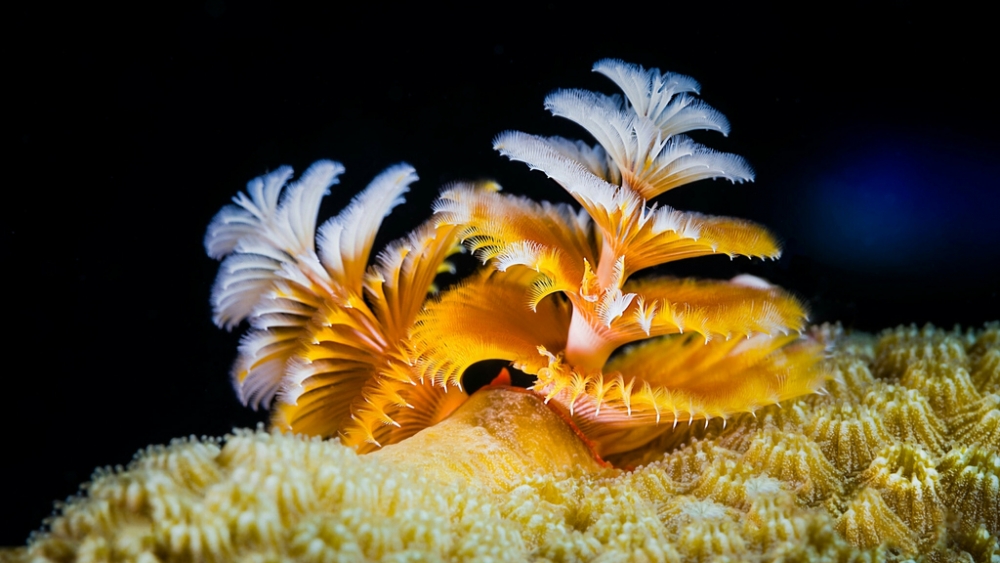 Обои мир моря (1), фото 23 Обои мир моря (1), фото 23