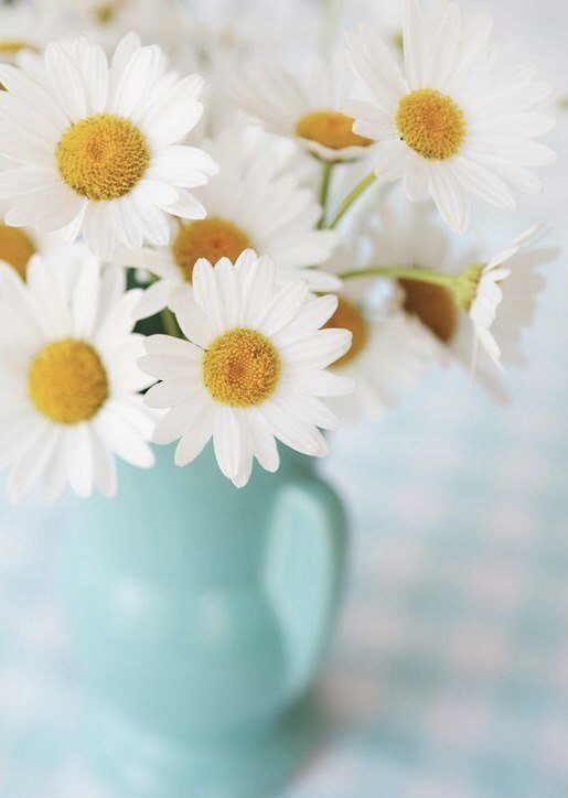 Обои с ромашками , фото 44