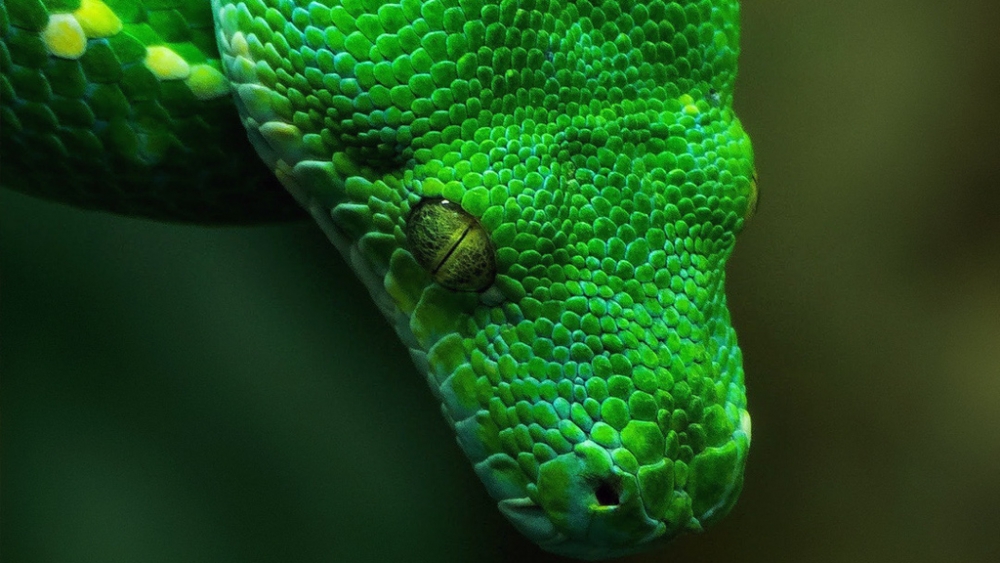 Обои рептилии (1), фото 24 Обои рептилии (1), фото 24