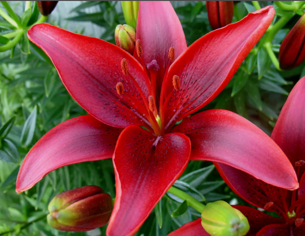 Лето в калейдоскопе ярких лилий., фото 27