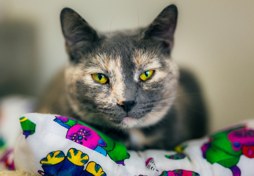 Обои с котиками, фото 24 Обои с котиками, фото 24