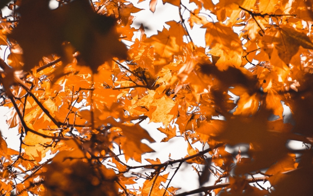 Осенние обои, фото 25 Осенние обои, фото 25