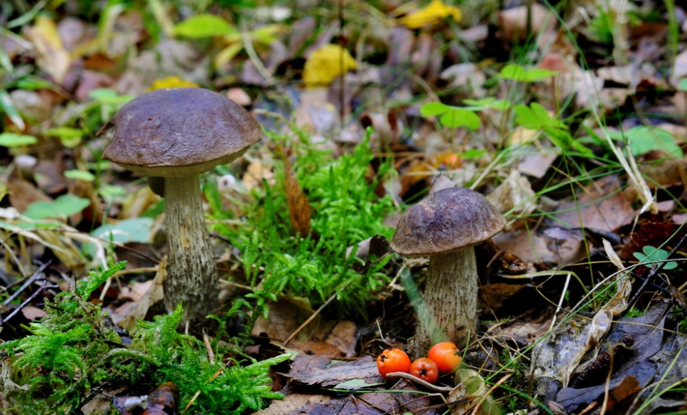 Обои с грибами, фото 25 Обои с грибами, фото 25