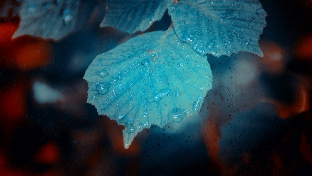 Обои макро (1), фото 25 Обои макро (1), фото 25