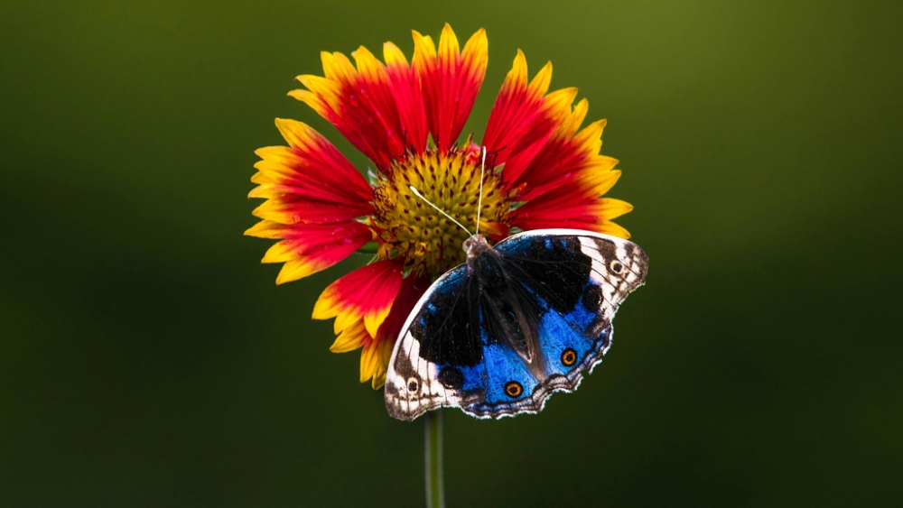 Обои насекомые (2), фото 24 Обои насекомые (2), фото 24