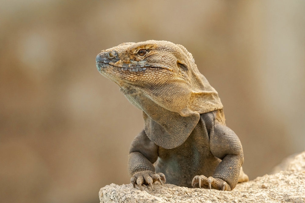 Обои рептилии (2), фото 23 Обои рептилии (2), фото 23