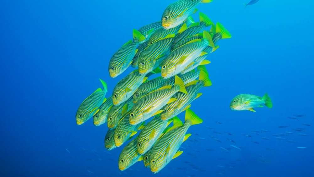 Обои мир моря (1), фото 24 Обои мир моря (1), фото 24