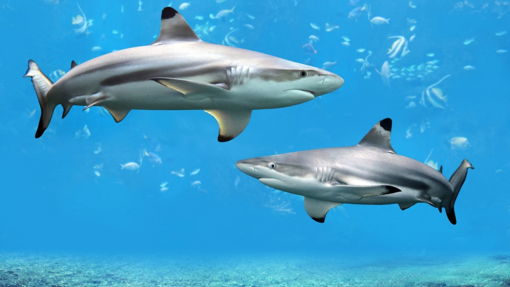 Обои мир моря (2), фото 26 Обои мир моря (2), фото 26