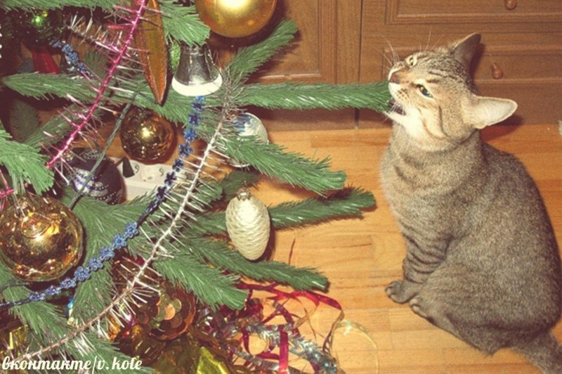 Новый год – новый Кот. Символ 2023 – чёрный водяной кот., фото 25