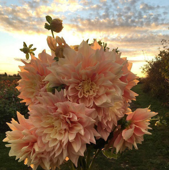 Весенние обои, фото 35 Весенние обои, фото 35