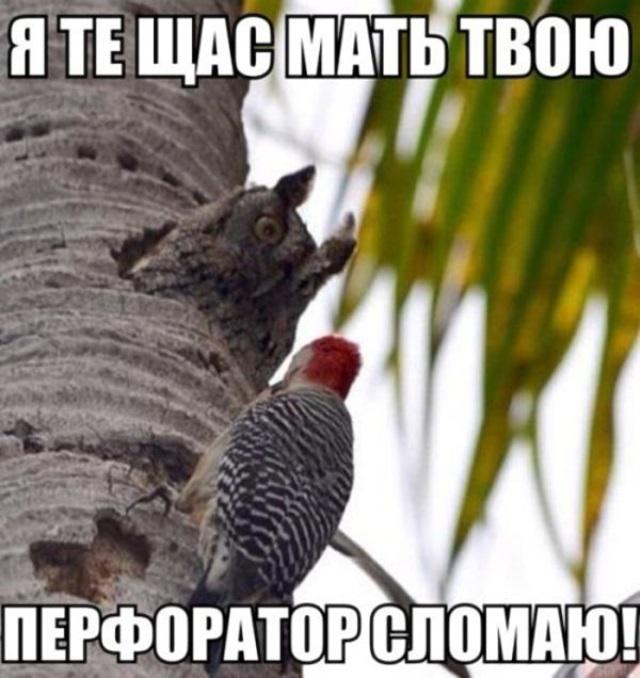 Смешные картинки с животными, фото 8 Смешные картинки с животными, фото 8