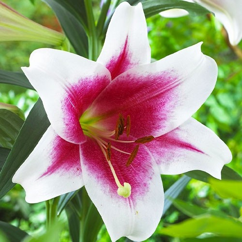 Лето в калейдоскопе ярких лилий., фото 28