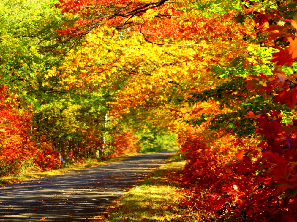 Осенние обои, фото 26 Осенние обои, фото 26