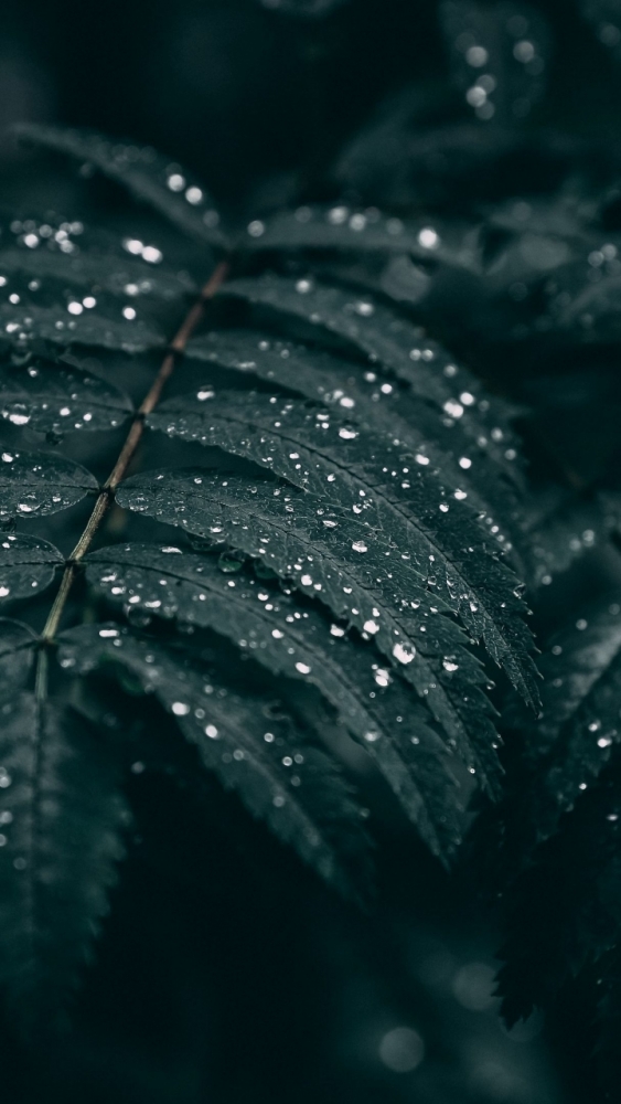 Макро обои для смартфона, фото 26 Макро обои для смартфона, фото 26