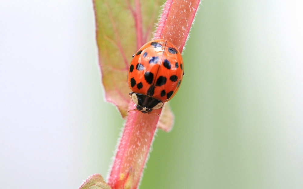 Обои насекомые (1), фото 26 Обои насекомые (1), фото 26