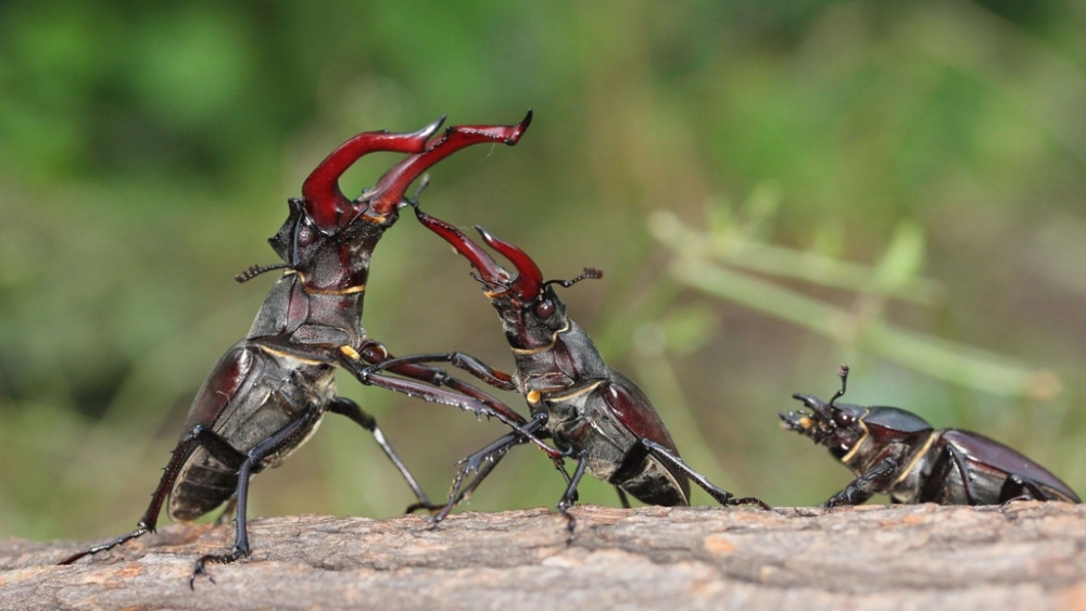 Обои насекомые (2), фото 25 Обои насекомые (2), фото 25