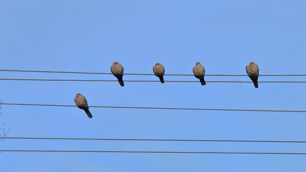 Обои птицы (1), фото 25 Обои птицы (1), фото 25