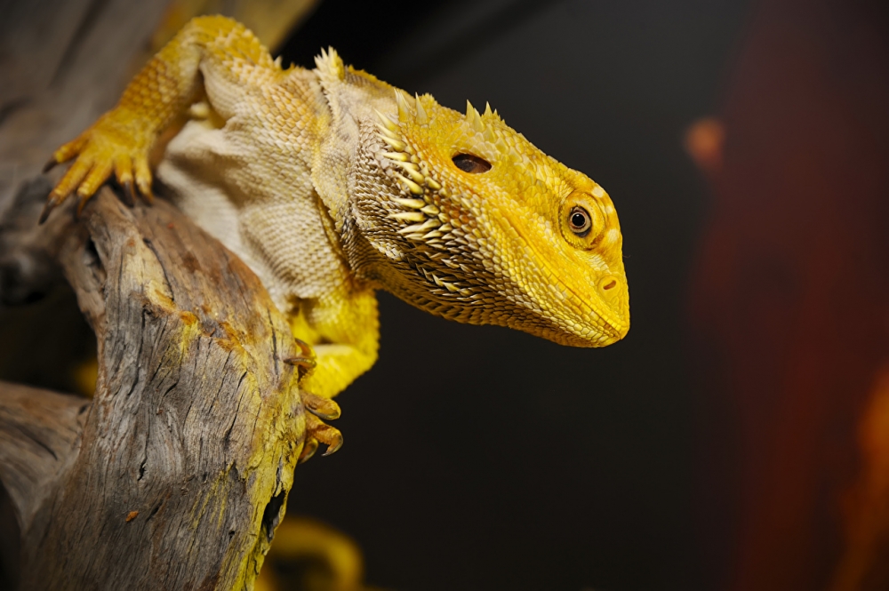 Обои рептилии (2), фото 24 Обои рептилии (2), фото 24