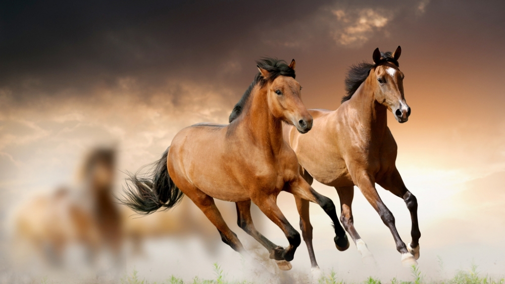 Обои лошади, фото 25 Обои лошади, фото 25