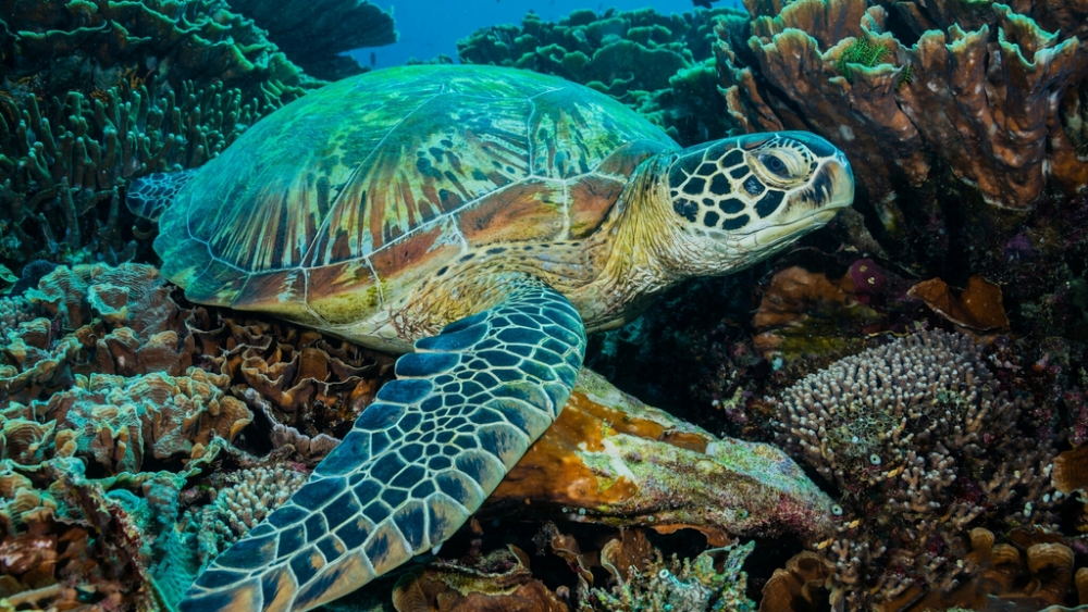 Обои мир моря (1), фото 25 Обои мир моря (1), фото 25