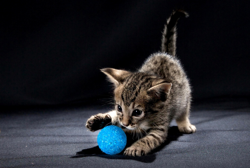 Внимание Спорт-Кот. Спортивный символ года., фото 26