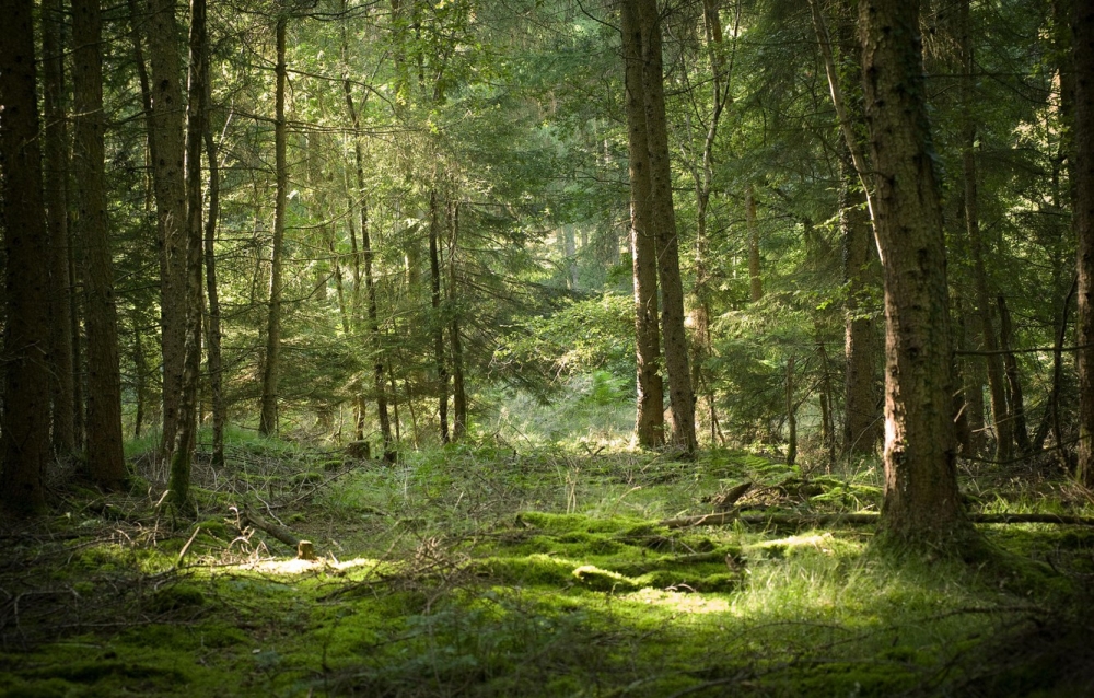 Лесное настроение. Обои и заставки с лесом., фото 26