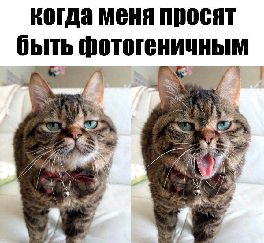 Смешные картинки для любых возрастов, фото животных и детей, фото 9 Смешные картинки для любых возрастов, фото животных и детей, фото 9