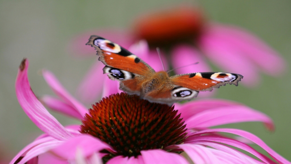 Обои насекомые (1), фото 27 Обои насекомые (1), фото 27