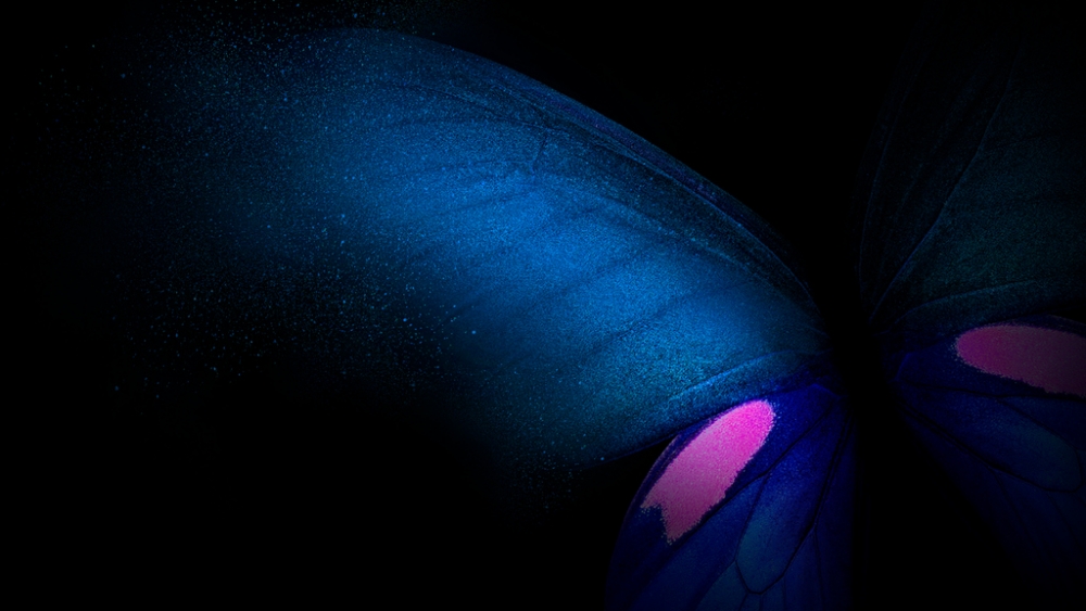 Обои насекомые (2), фото 26 Обои насекомые (2), фото 26