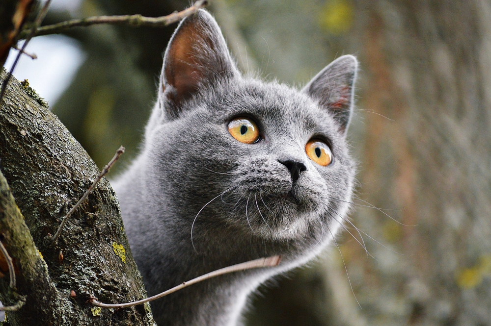 Обои с котиками, фото 26 Обои с котиками, фото 26