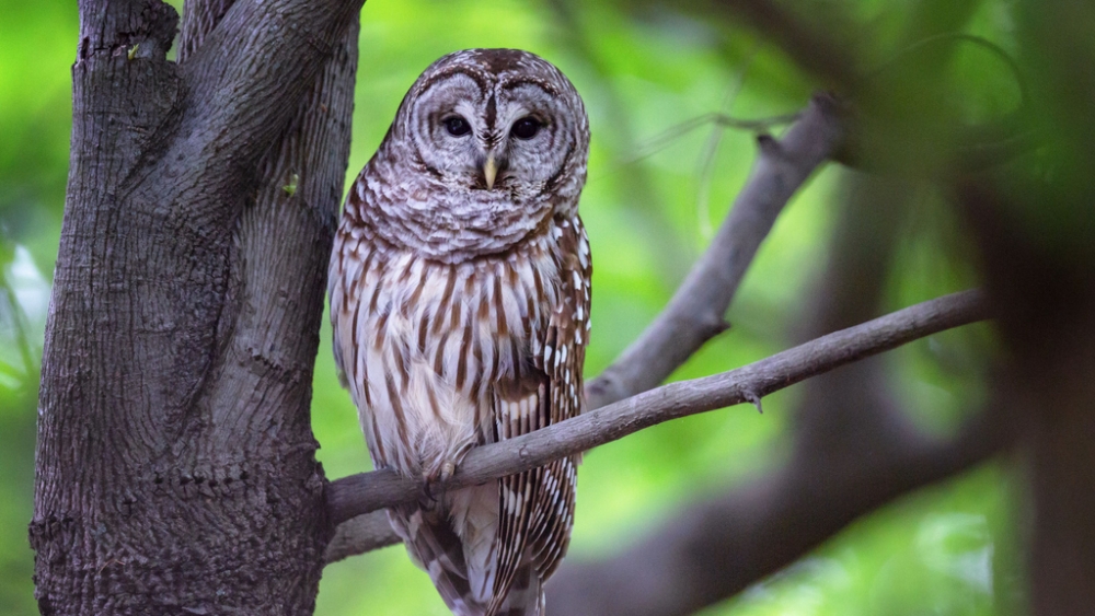 Обои птицы (1), фото 26 Обои птицы (1), фото 26