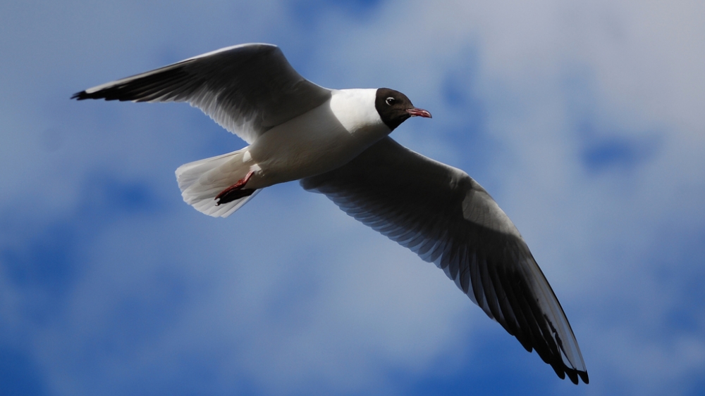 Обои птицы (2), фото 27 Обои птицы (2), фото 27