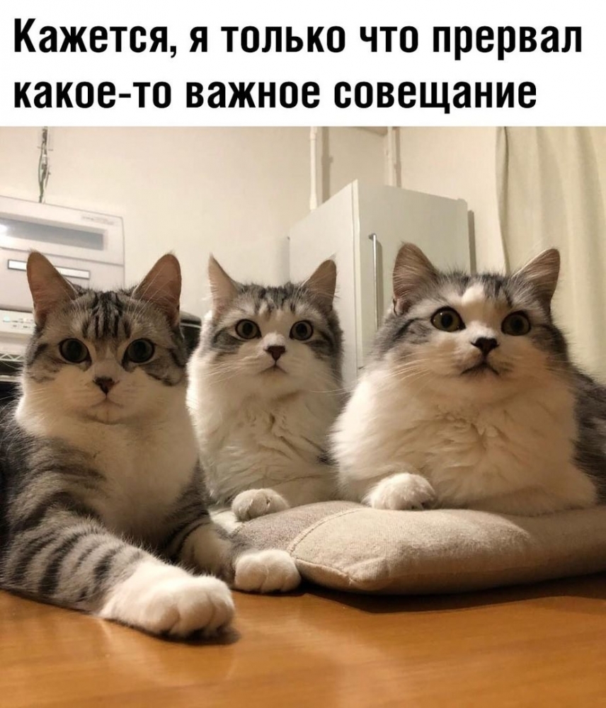 Смешные картинки для любых возрастов, фото животных и детей, фото 24 Смешные картинки для любых возрастов, фото животных и детей, фото 24