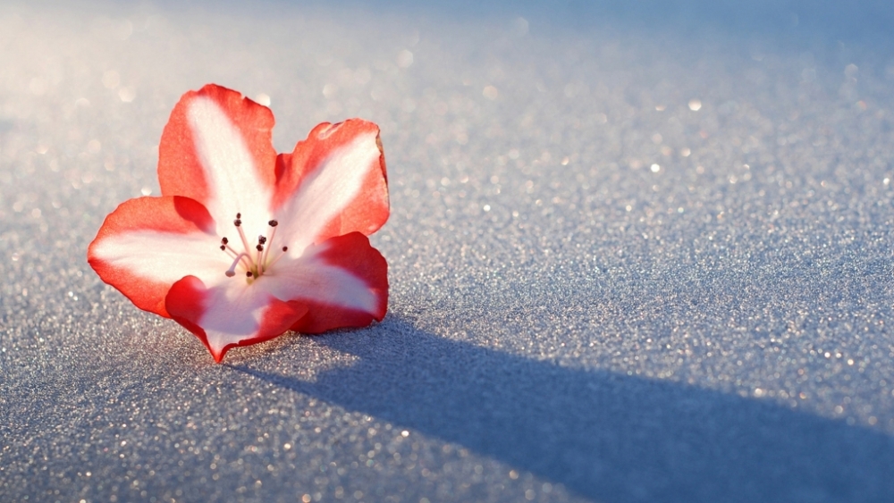 Обои макро (1), фото 28 Обои макро (1), фото 28