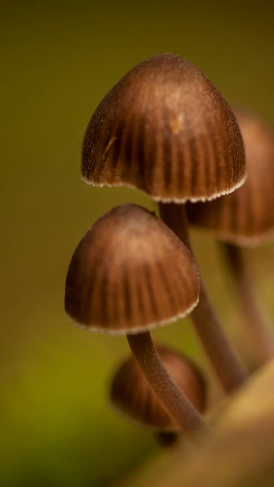 Макро обои для смартфона, фото 28 Макро обои для смартфона, фото 28